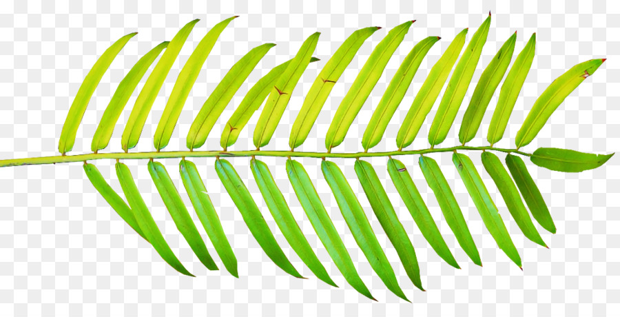 Feuille，Plante PNG