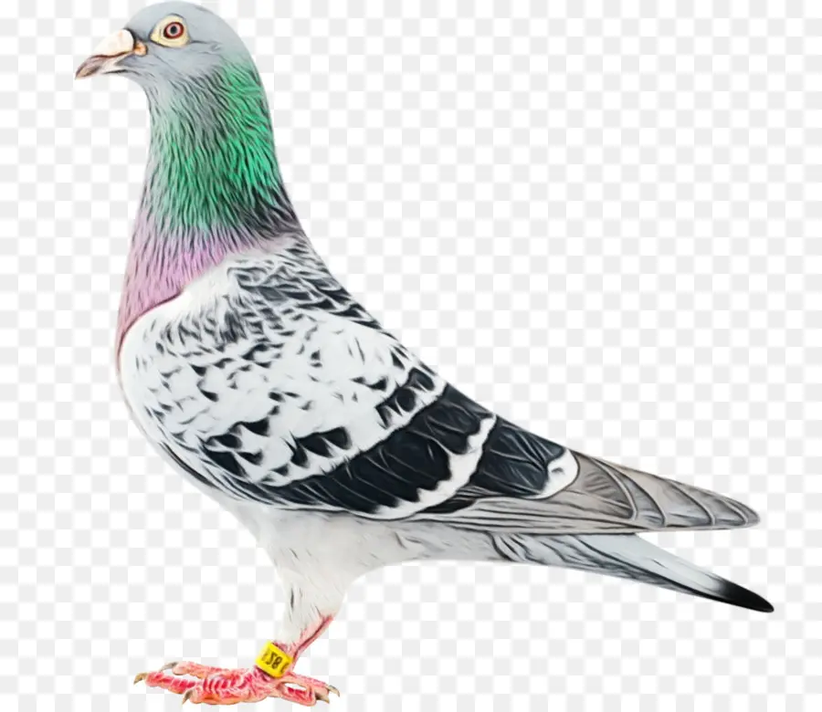 Pigeon，Oiseau PNG