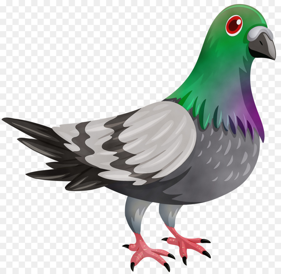 Pigeon，Oiseau PNG