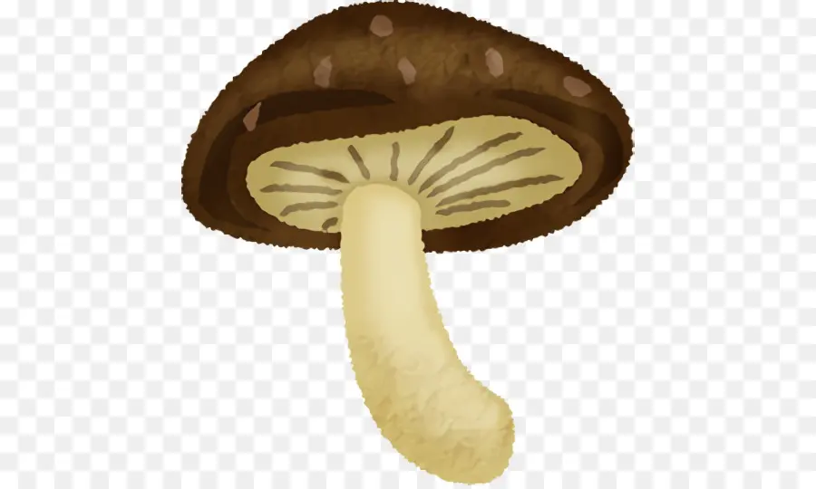 Agaricus， PNG