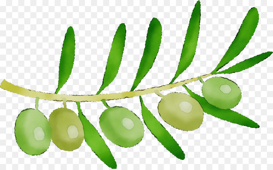 Olives Vertes，Bifurquer PNG