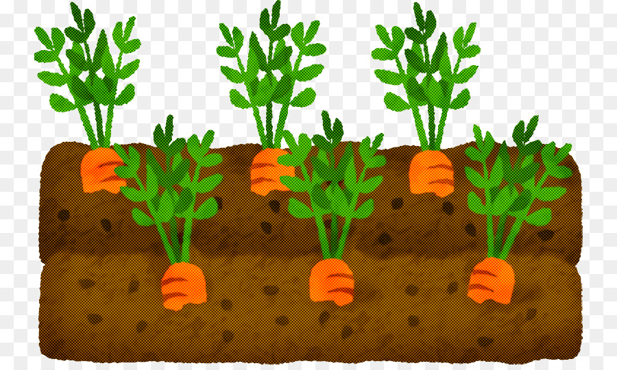 Plantes De Carottes，Légume PNG