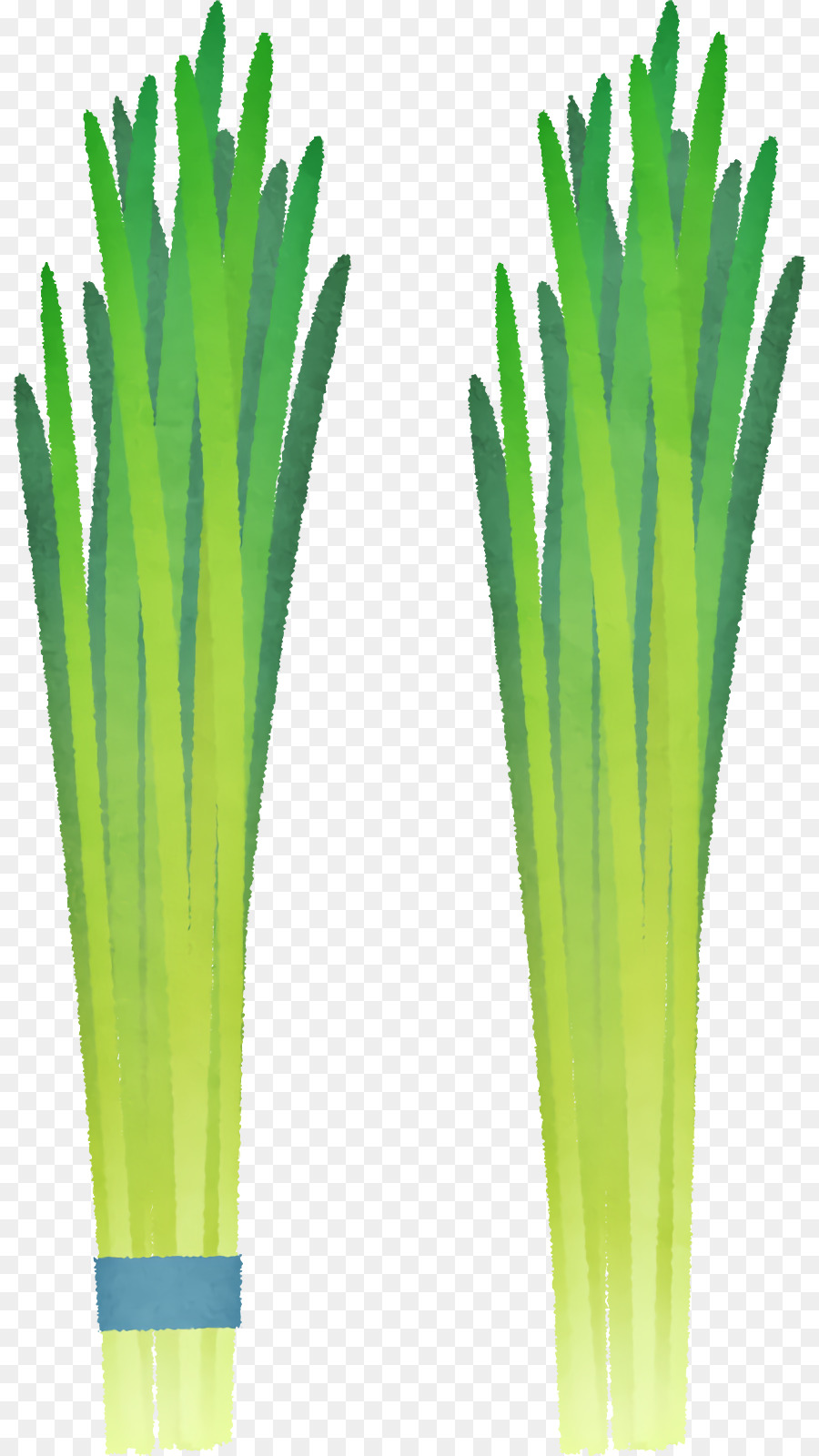 Oignons Verts，Frais PNG