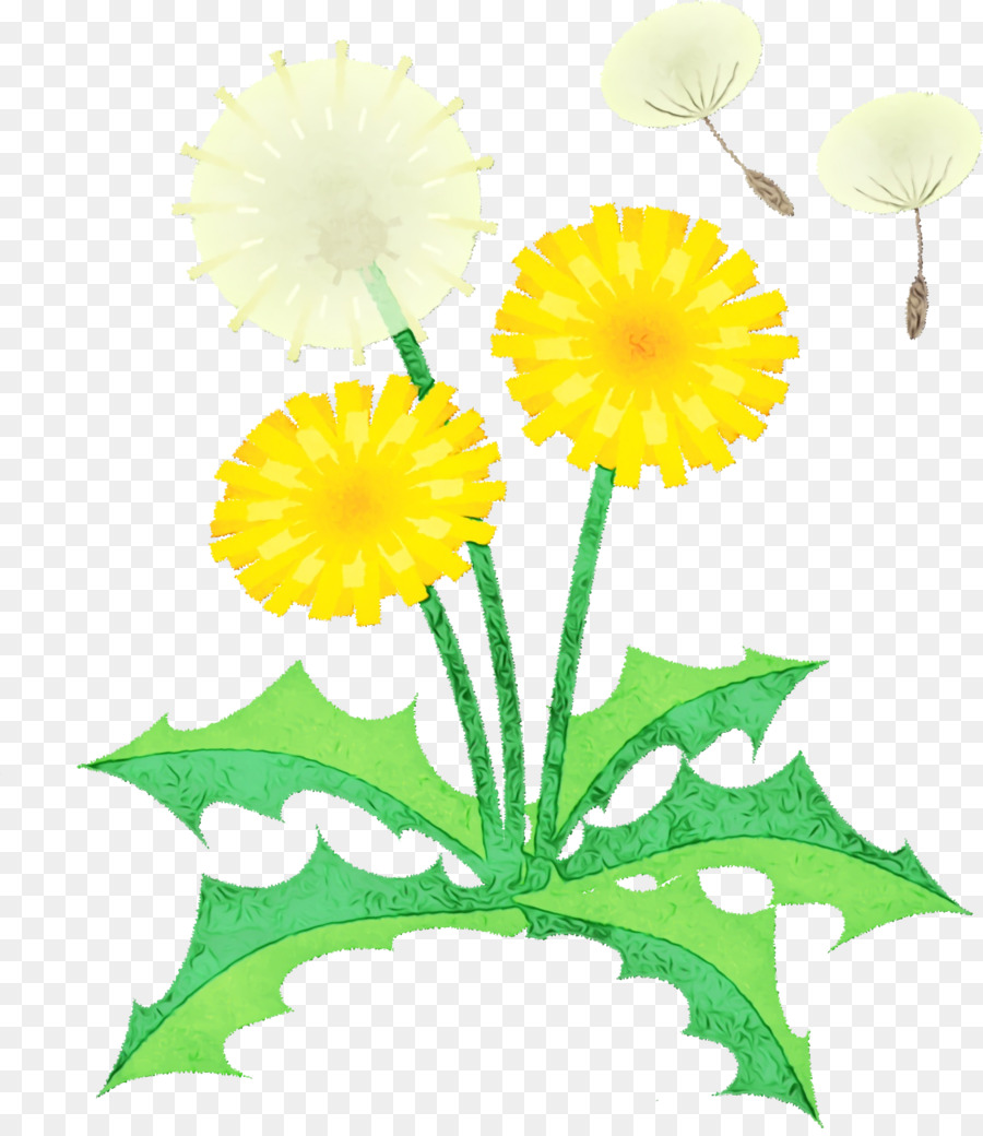 Chrysanthème，Marguerite Transvaale PNG