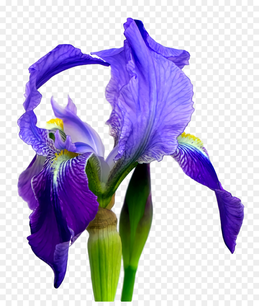 Fleur Violette Et Blanche，Fleurir PNG