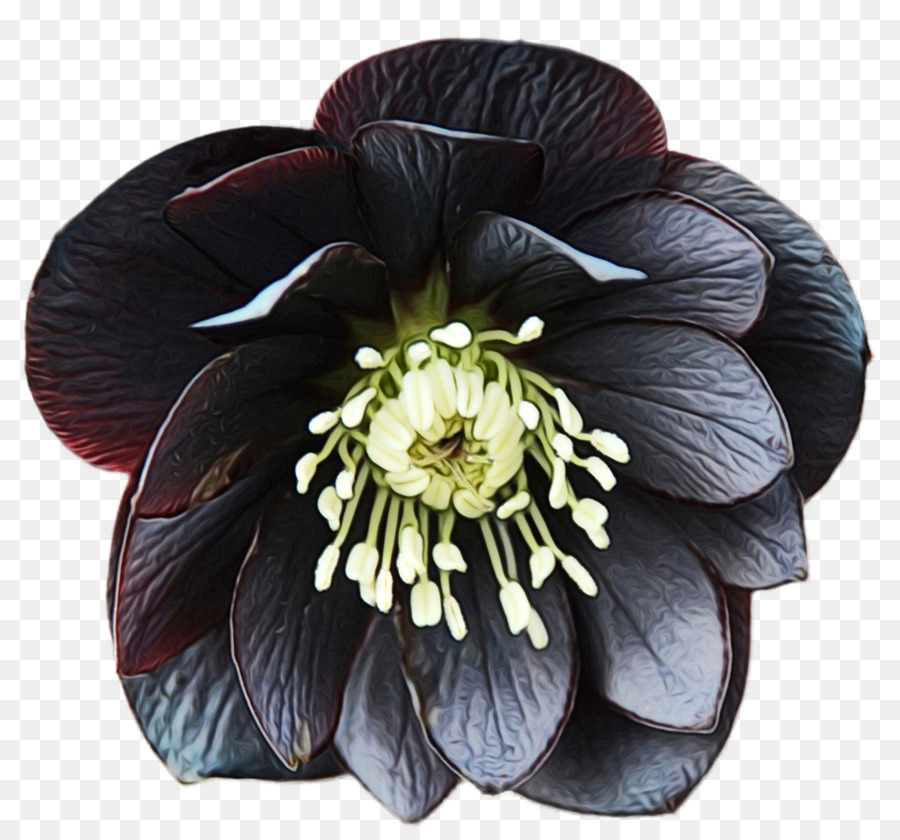 Fleur Sombre，Fleurir PNG