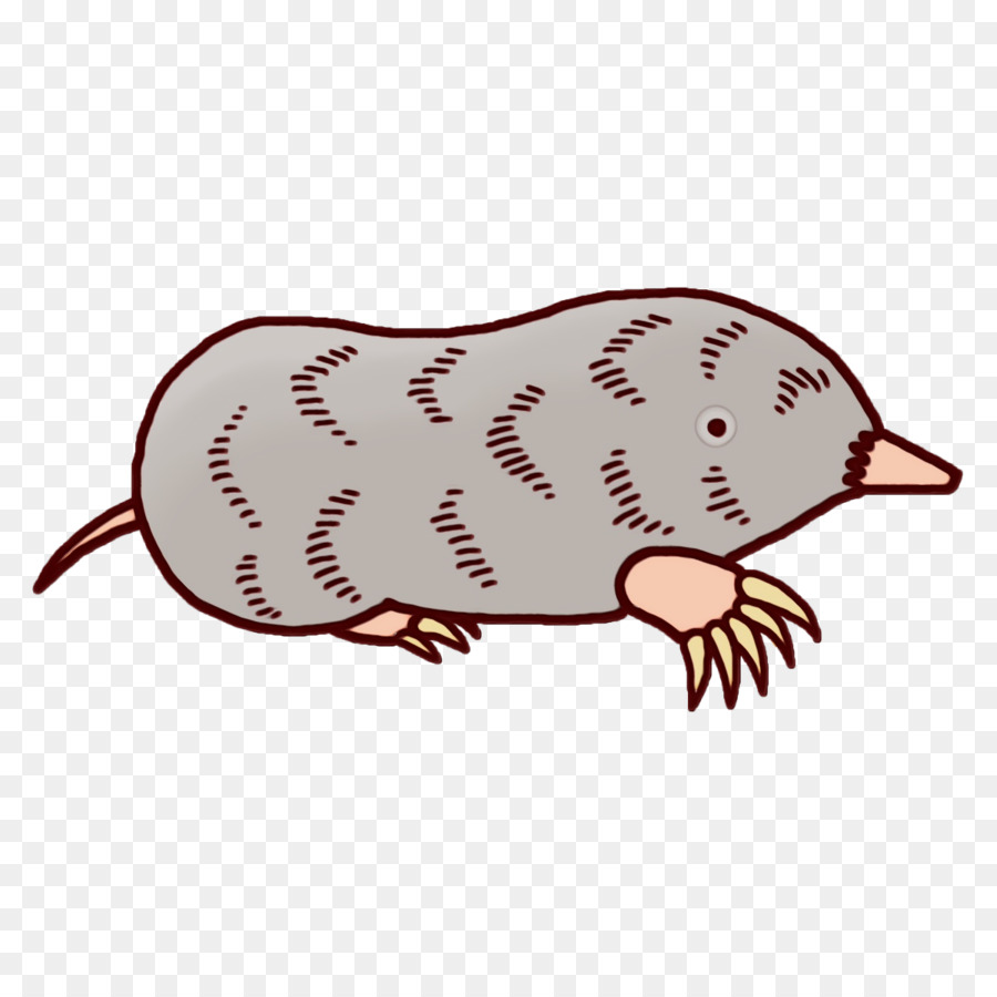 Fou Catz Rat M，Bec PNG