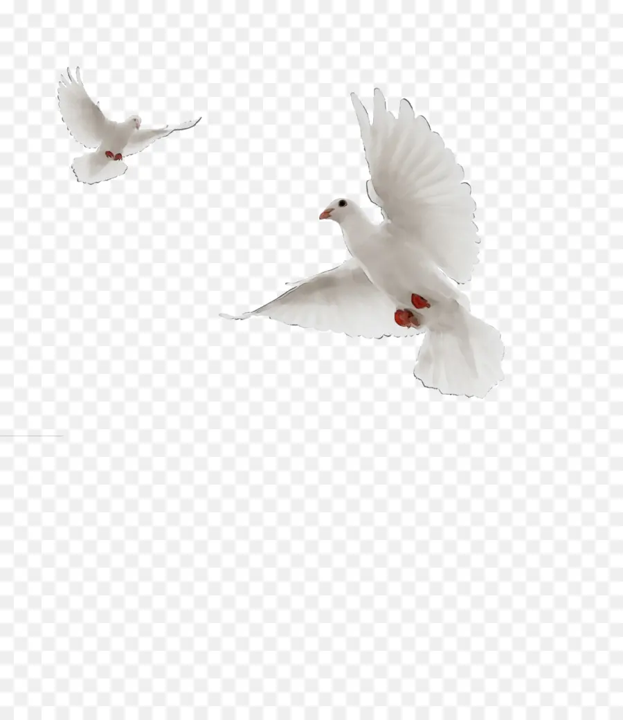 Typique Des Pigeons，Bec PNG