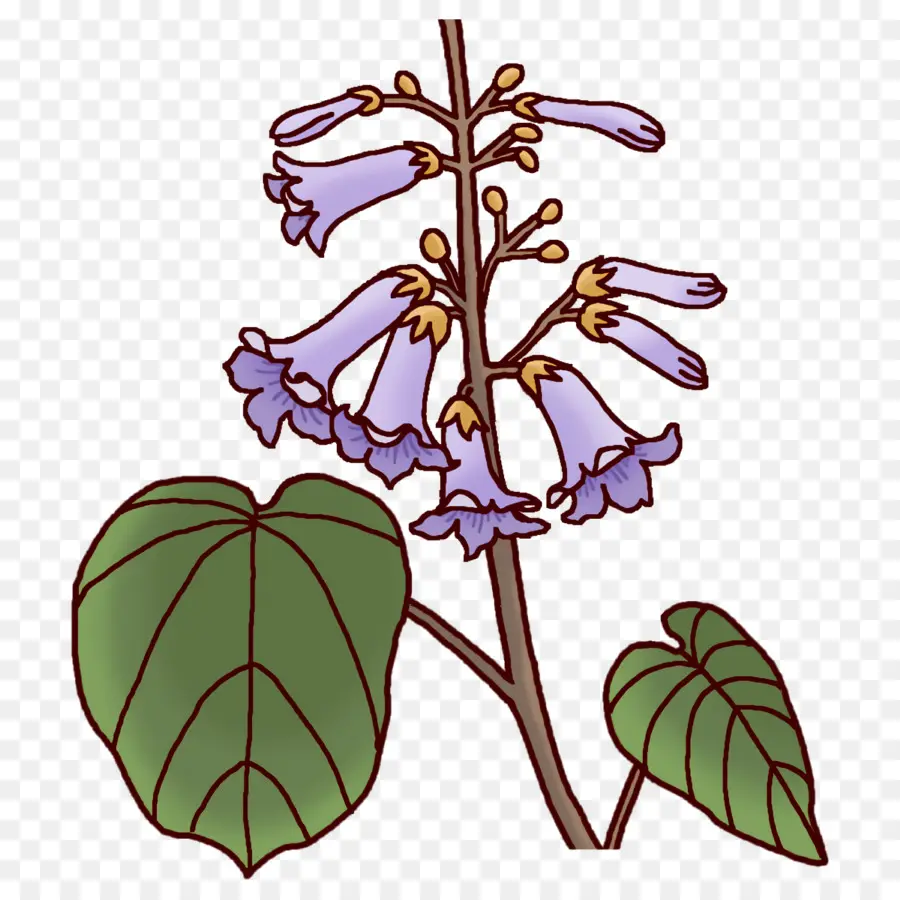 Fleurs De Paulownia，Violet PNG