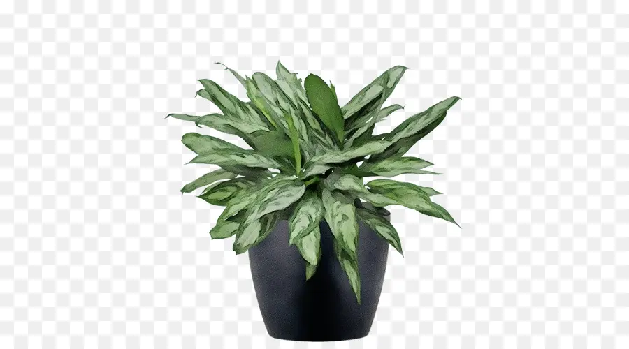 Feuille，Flowerpot PNG