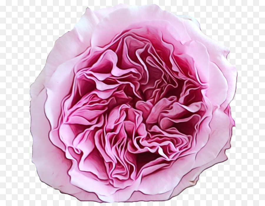 Les Roses De Jardin，Chou Rose PNG