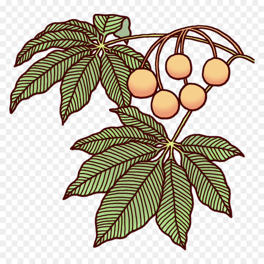 Feuille，Fruits PNG