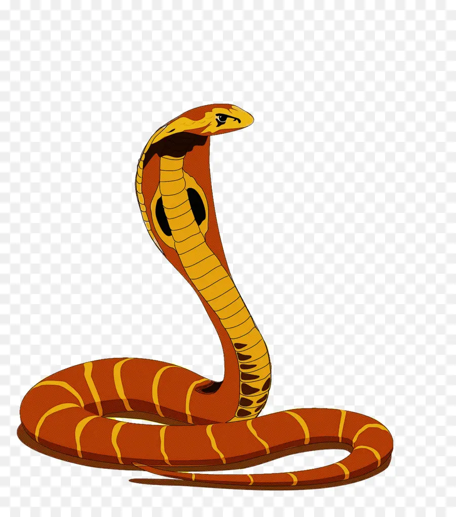 Cobra，Serpent PNG