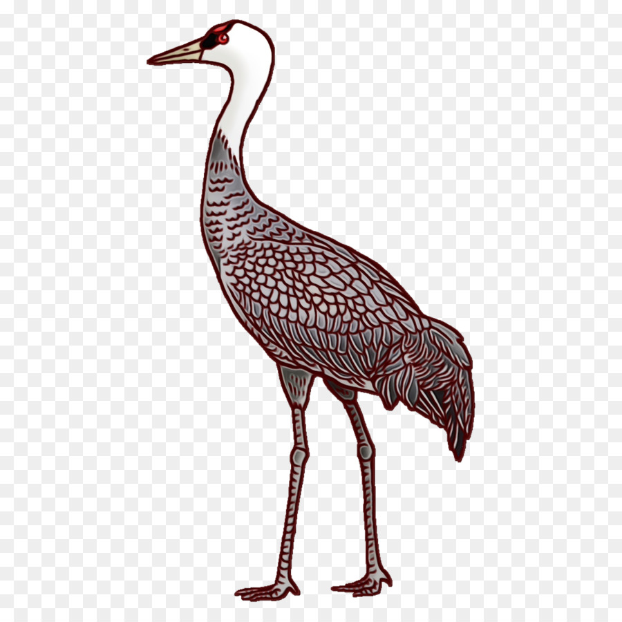 émeu，Oiseau PNG