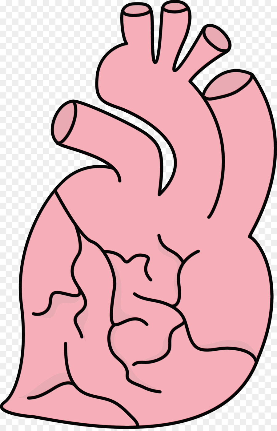 Cœur，Anatomie PNG