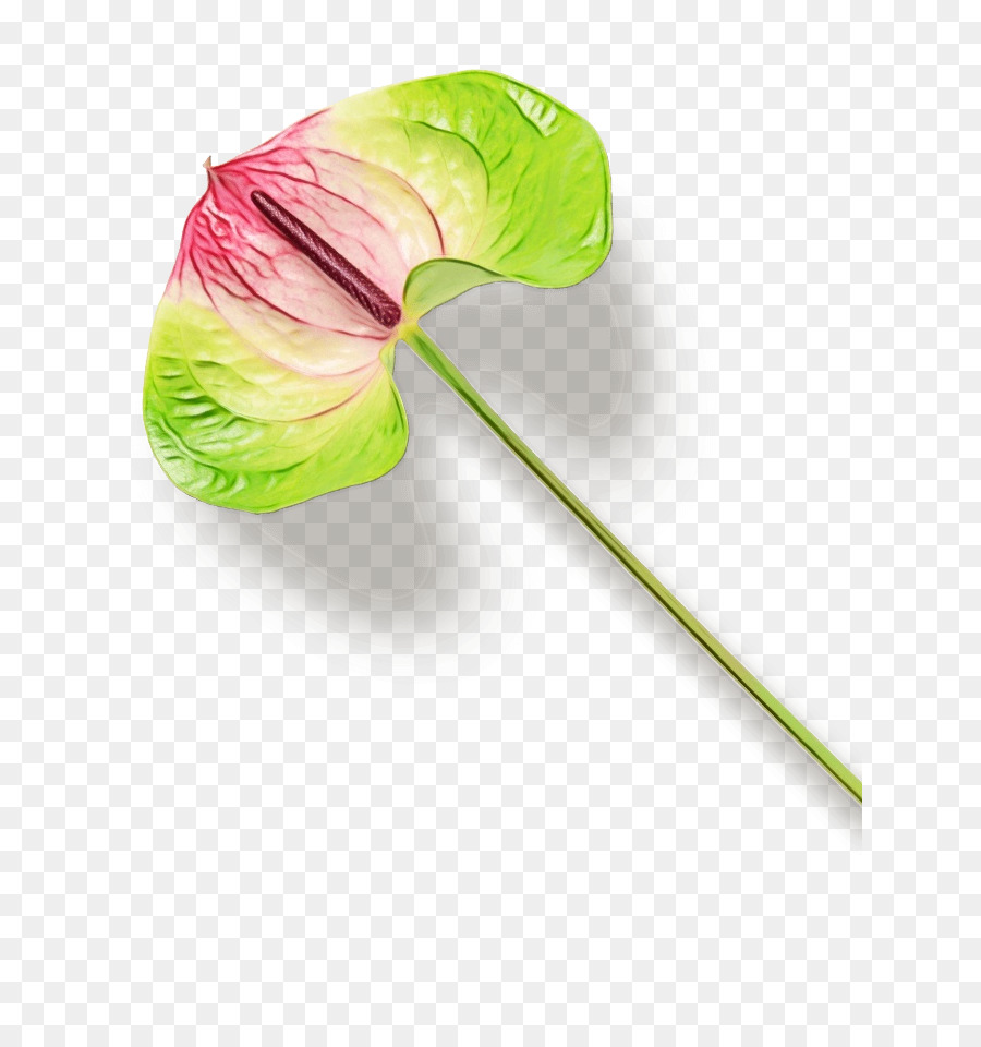 Tige De La Plante，Feuille PNG