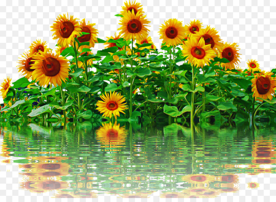 Blog，Commune De Tournesol PNG