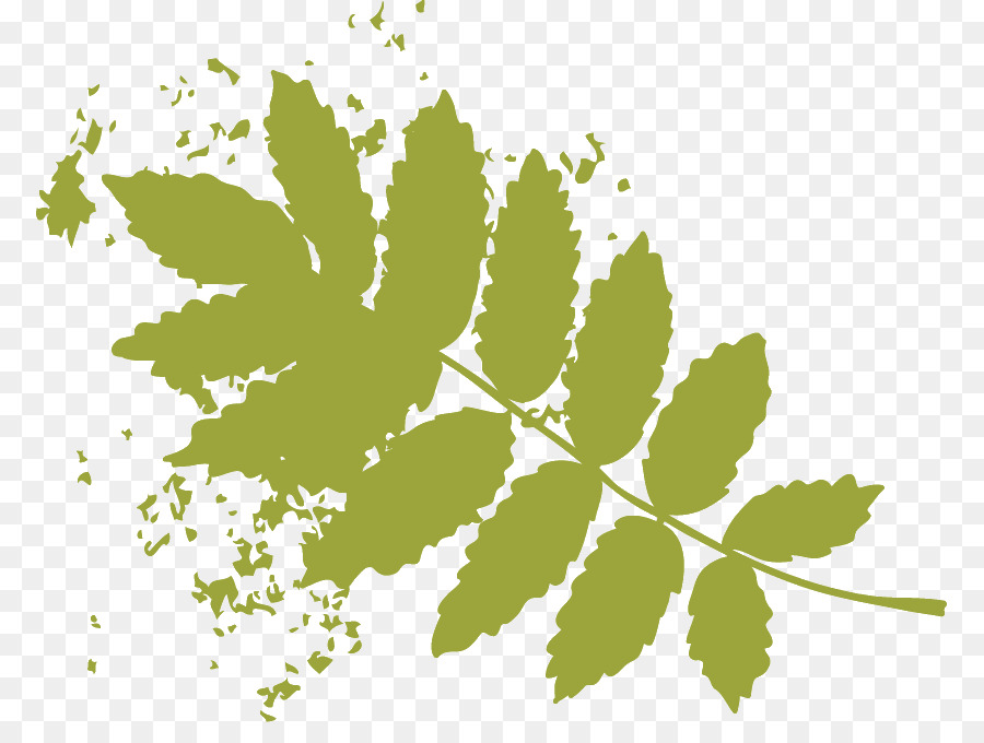 Feuille Verte，Herbe PNG