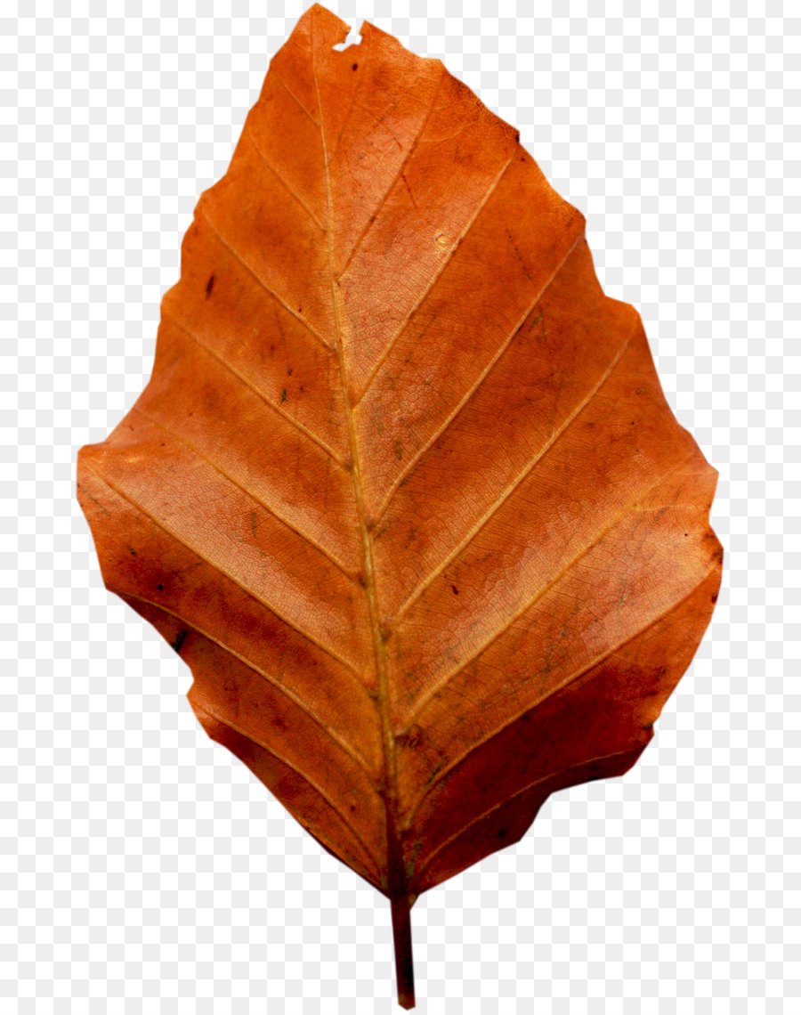 Feuilles Brunes，Automne PNG