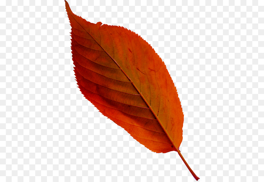 Feuille，Automne PNG