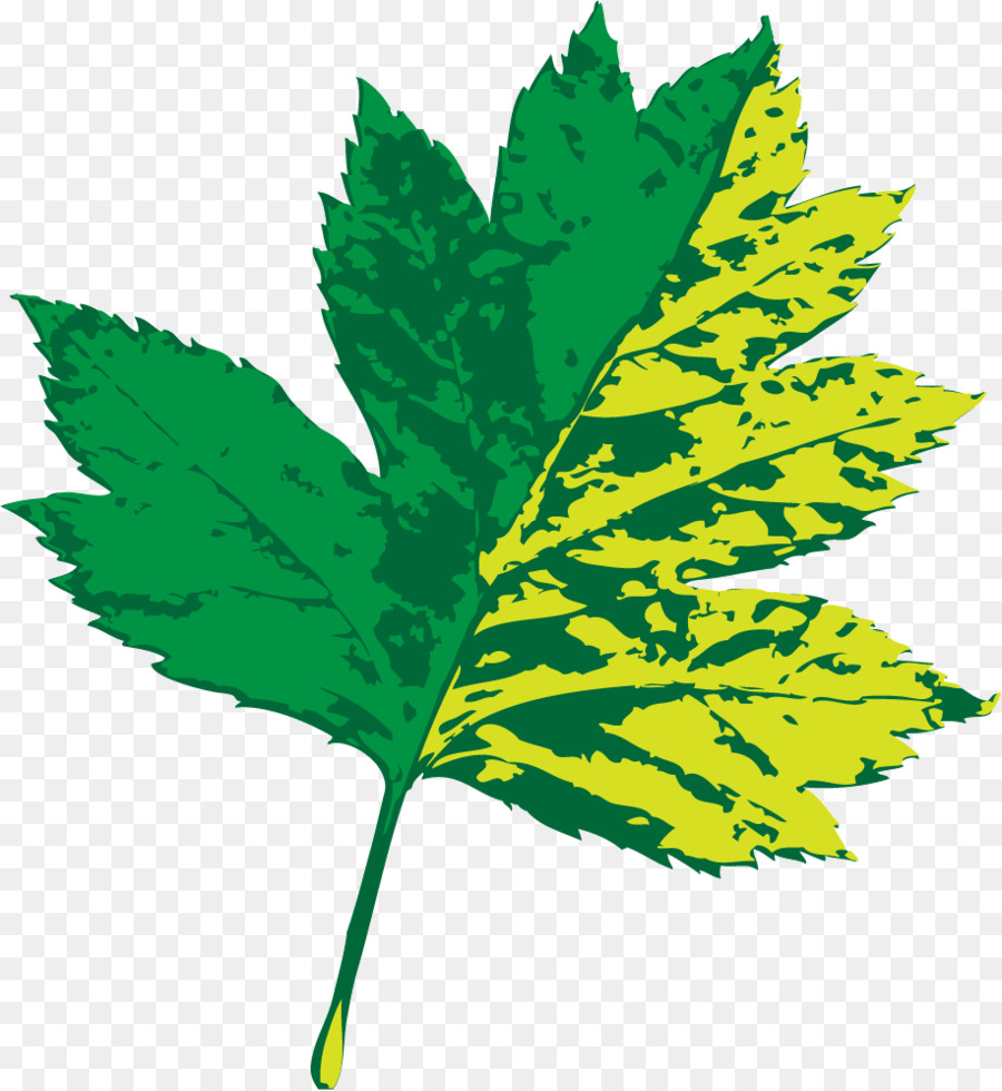 Feuille，Usine PNG