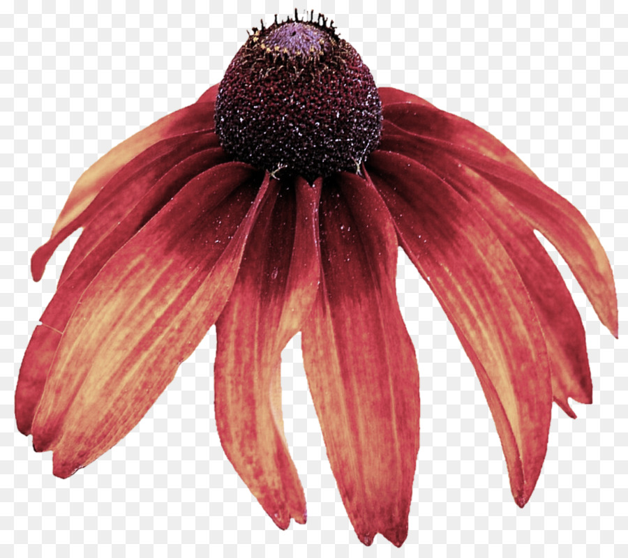 Fleur Rouge，Fleur PNG