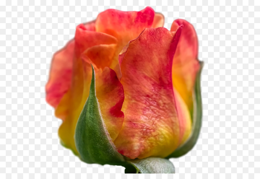 Roses De Jardin，Pétale PNG