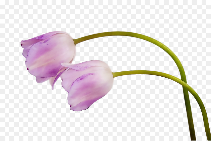 Bourgeons De Lotus，Usine PNG