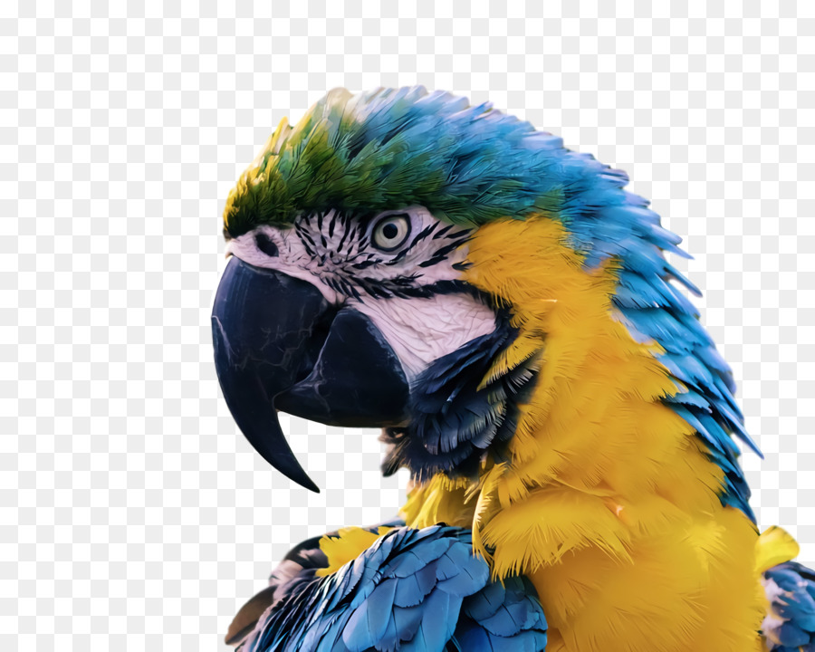 Perroquets，Des Oiseaux PNG