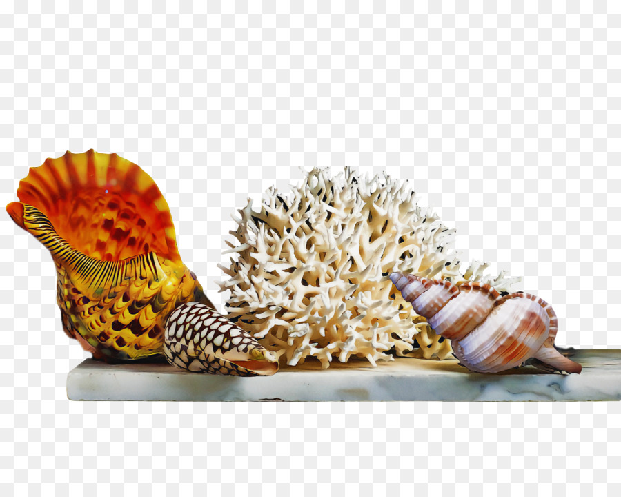 Coquille，Coque PNG