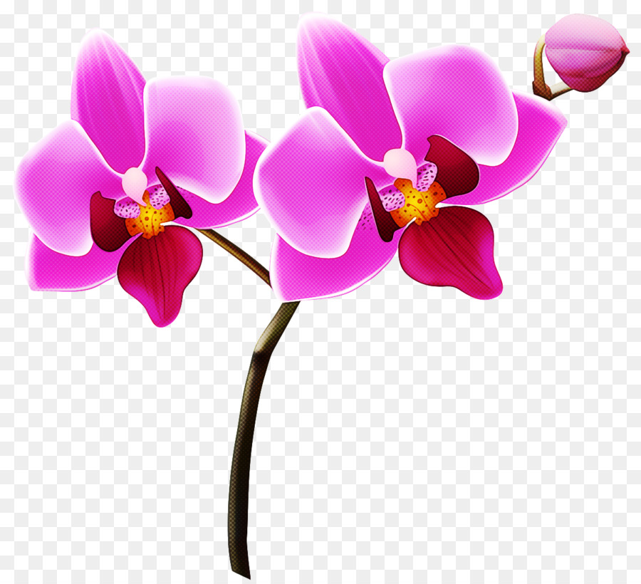 Phalaenopsis Equestris，Fleur PNG