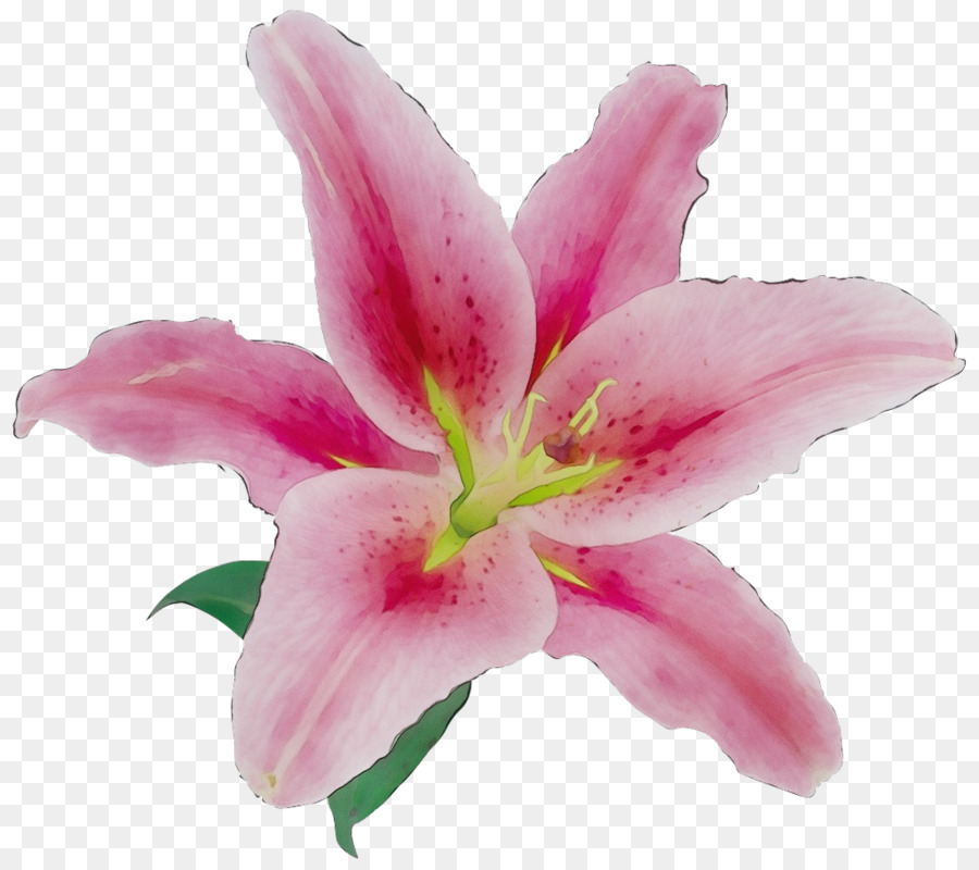 Fleur，Pétale PNG