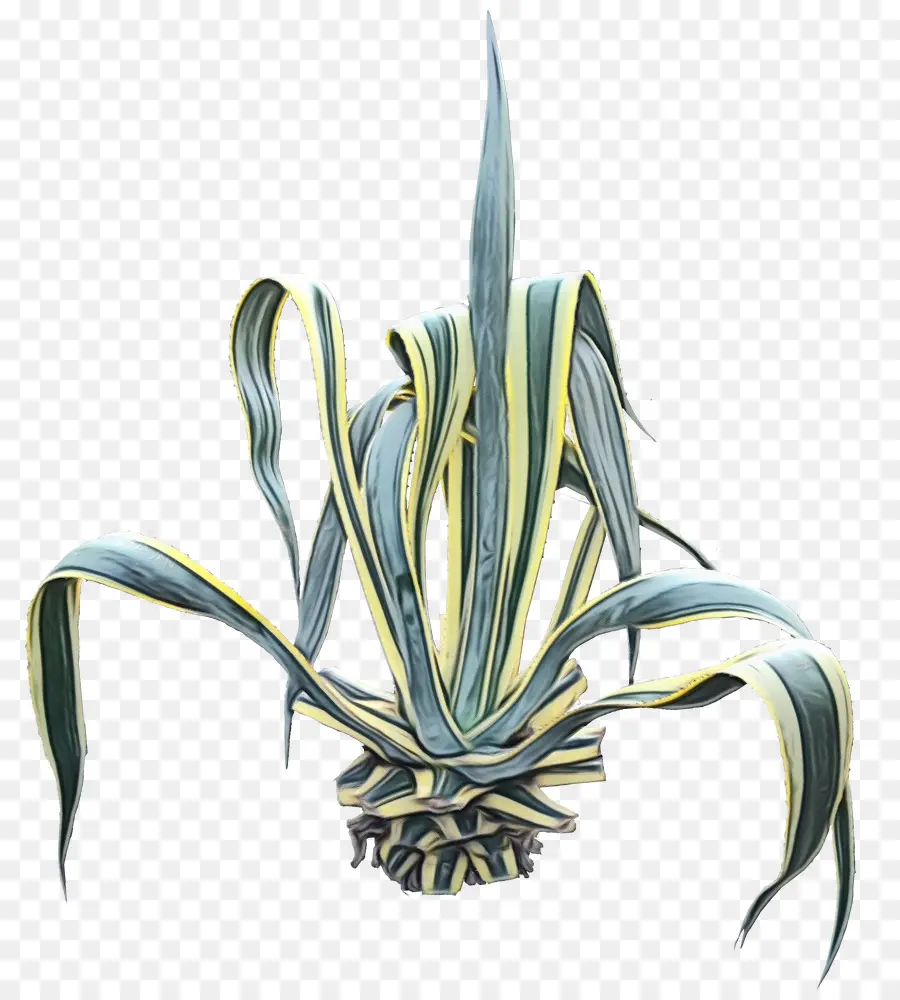 Agave Tequilana，Tequila PNG