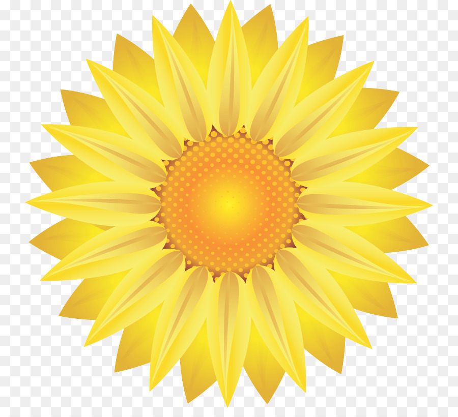 Tournesol，Jaune PNG