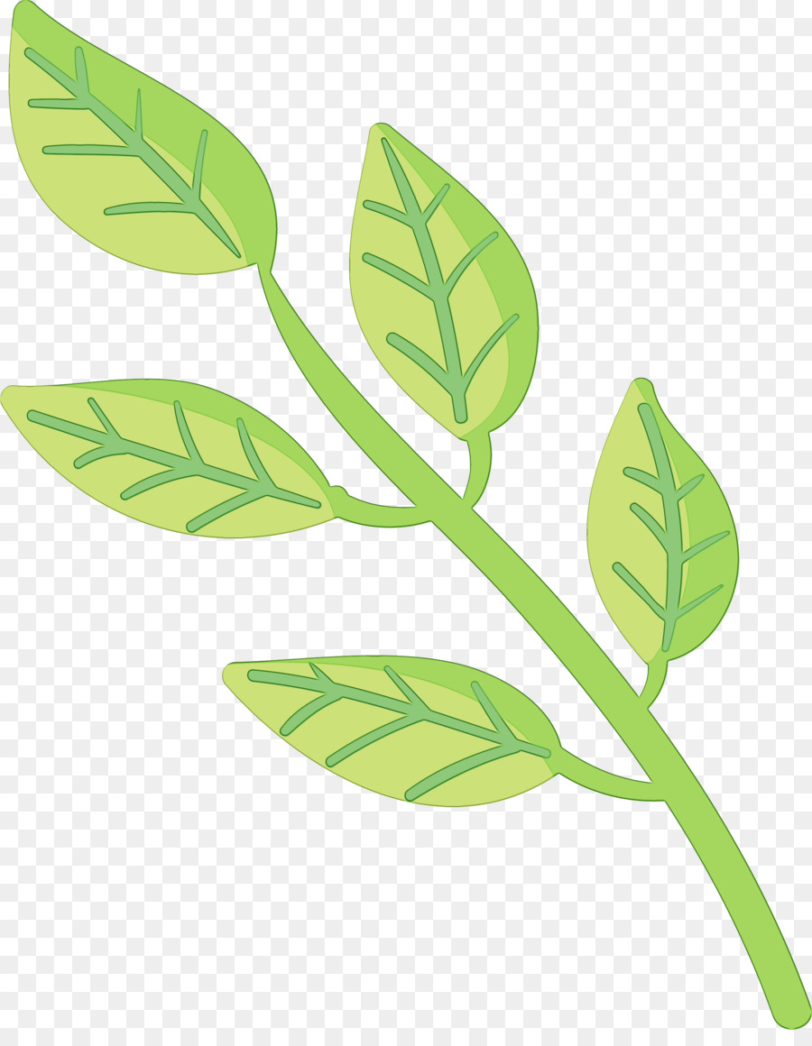 Feuille，Vert PNG