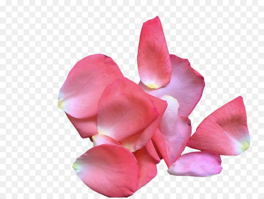 Teigne Des Orchidées，Les Fleurs Coupées PNG