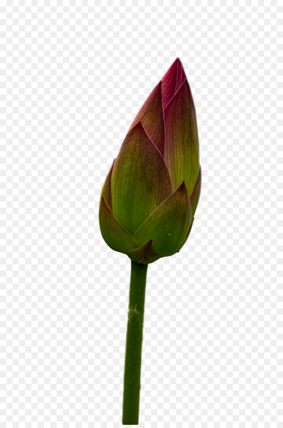 Lotus Rose，Floraison PNG