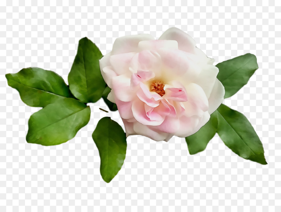 Chou Rose，Les Roses De Jardin PNG