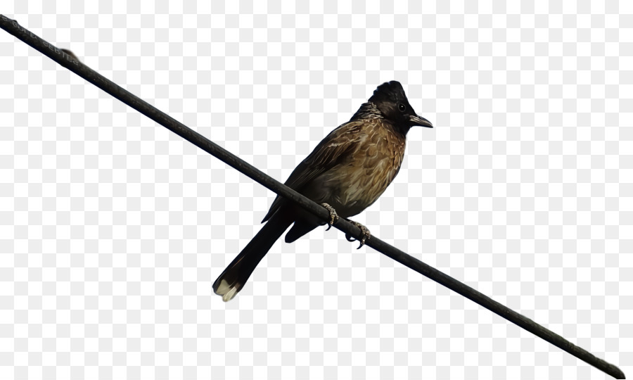 Oiseau，Avaler PNG