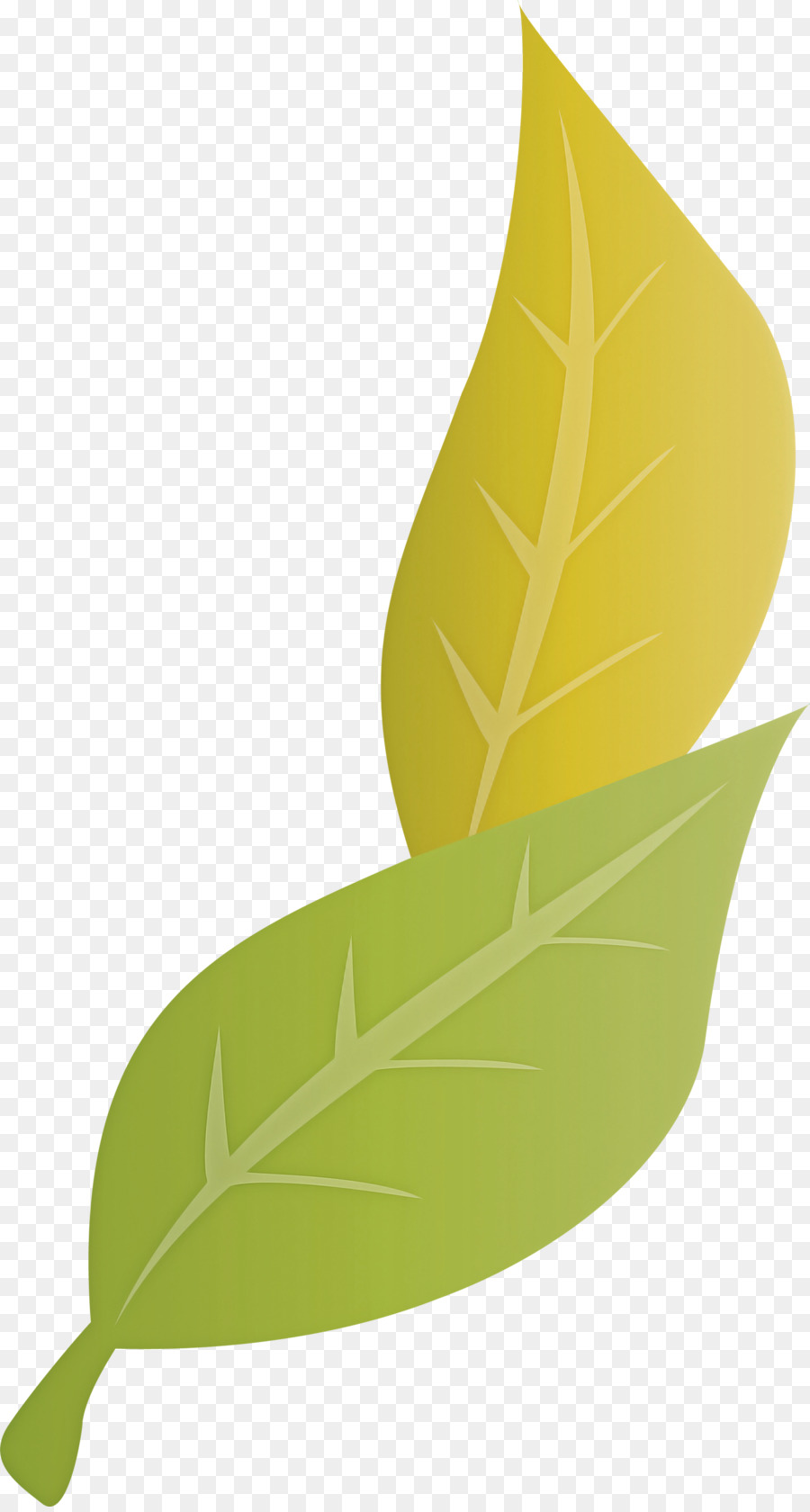 Feuille Jaune，Tige PNG