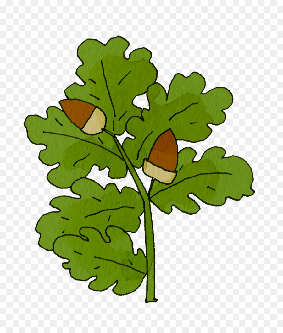 Légume Feuille，Tige De La Plante PNG