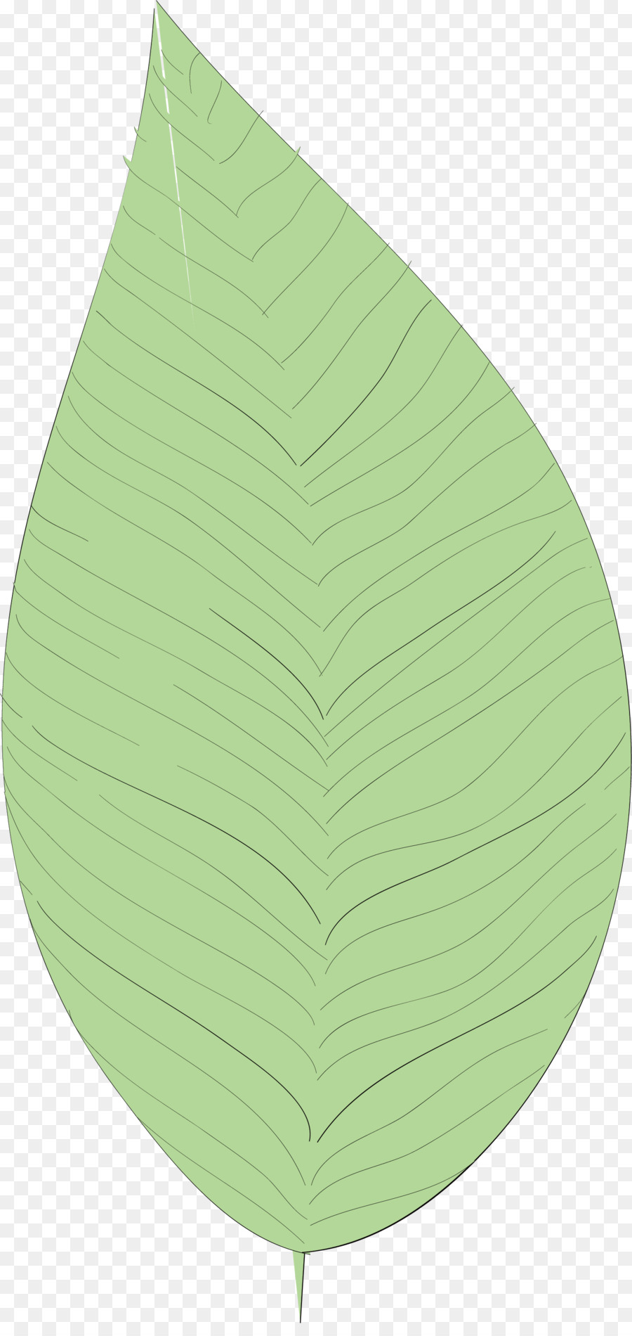 Feuille Verte，Usine PNG