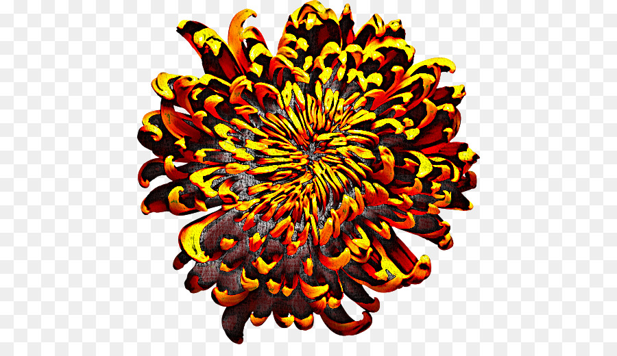 Chrysanthème，Floraison PNG