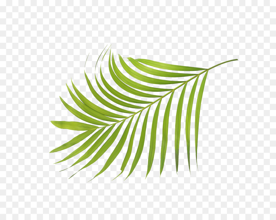 Feuille Verte，Usine PNG