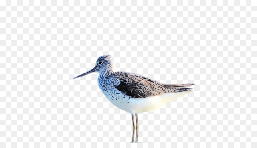 Oiseau，Oiseau De Rivage PNG