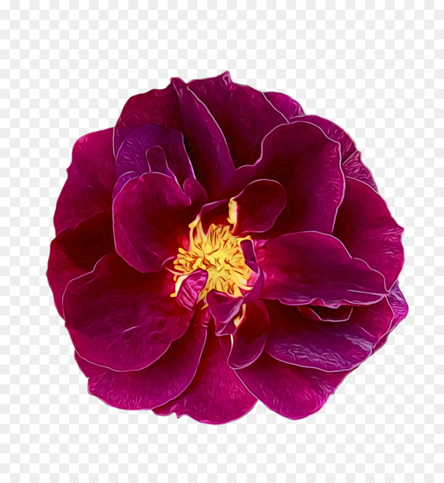 Chou Rose，Les Fleurs Coupées PNG