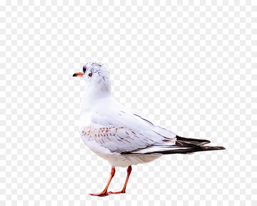 Colombe Blanche，Pigeon PNG