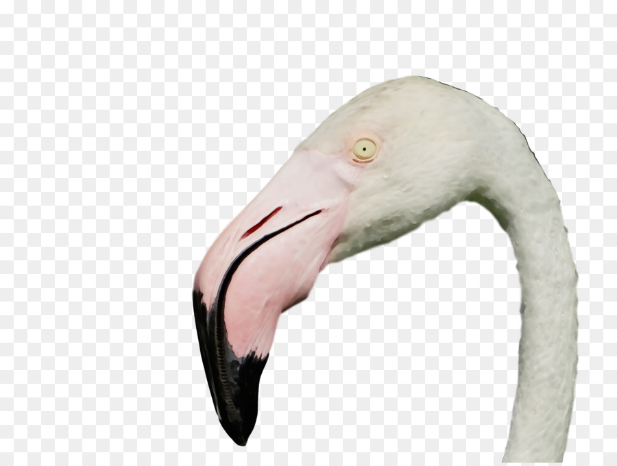 Bec，Flamingo PNG