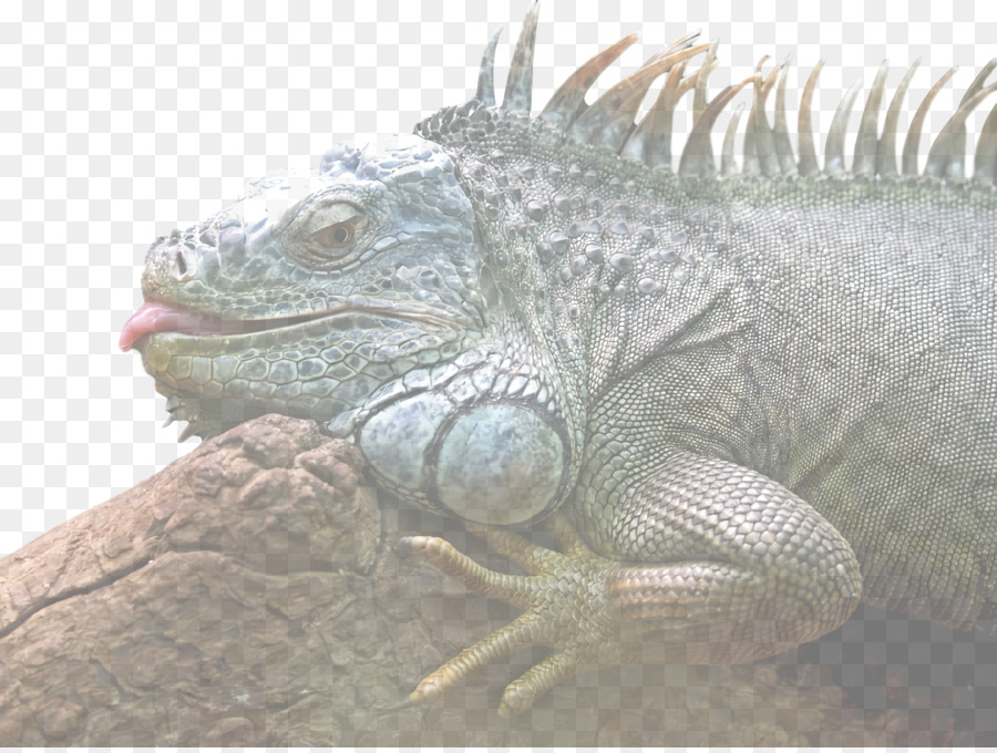 Les Reptiles，Plus De Rhea PNG