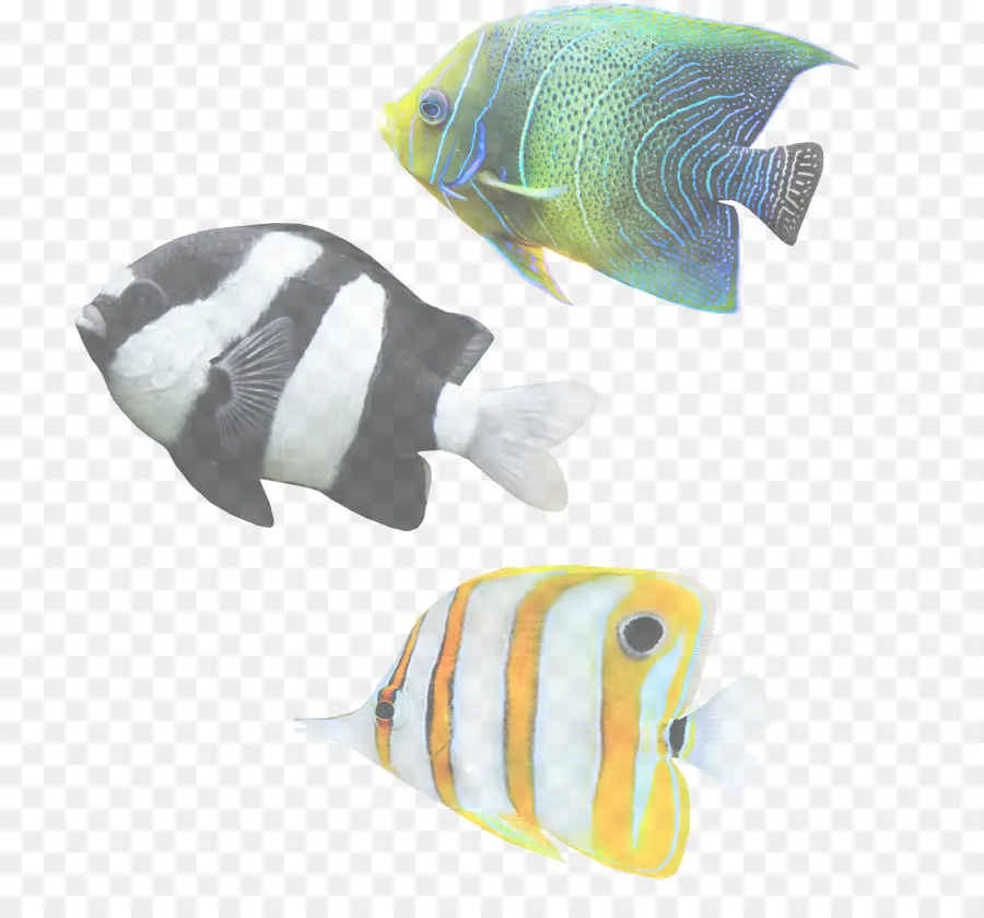 Poisson Coloré，Aquatique PNG